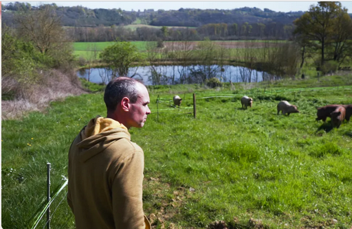 Sylvain Desclaux regardant ses cochons - Ferme du Claüs - Garlède Mondebat (64)