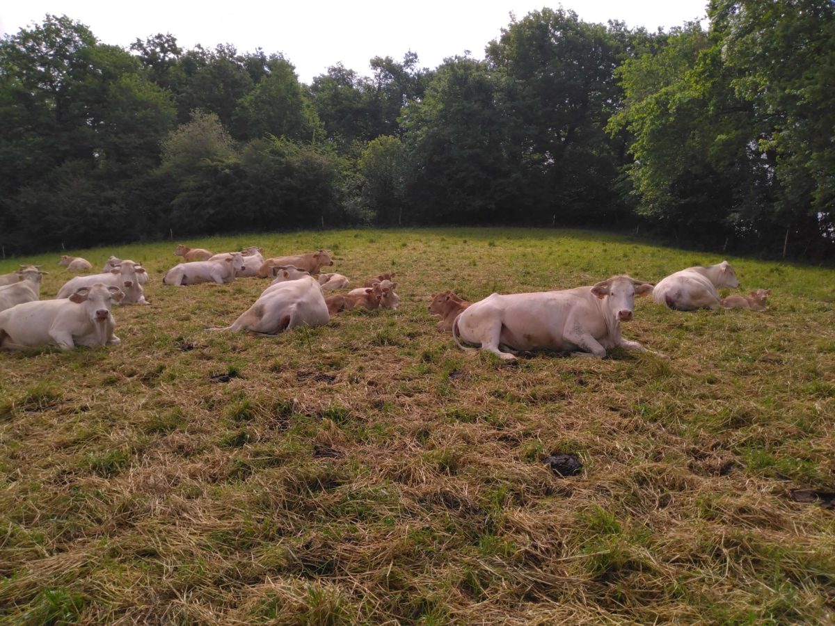 Troupeau de vaches au champs de Sandrine Barus - Bournos (64)