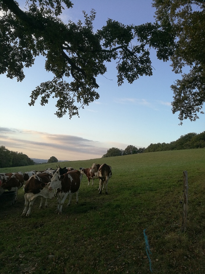 Vaches au pré de la Ferme Biscar - EARL Biscar - Arbus (64)
