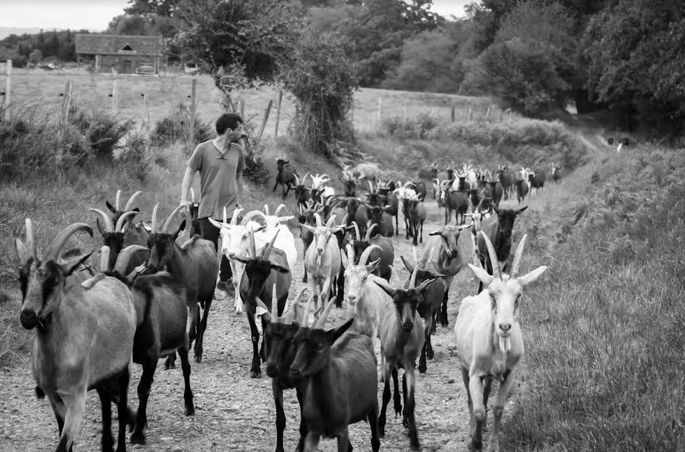 Nicolas Langlade en balade sur un chemin avec son troupeau de chèvres laitières